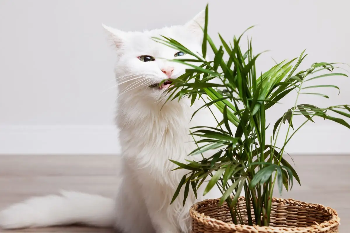 Il metodo casalingo per tenere lontani i gatti dai vasi senza danneggiare le piante Il metodo casalingo per tenere lontani i gatti dai vasi senza danneggiare le piante