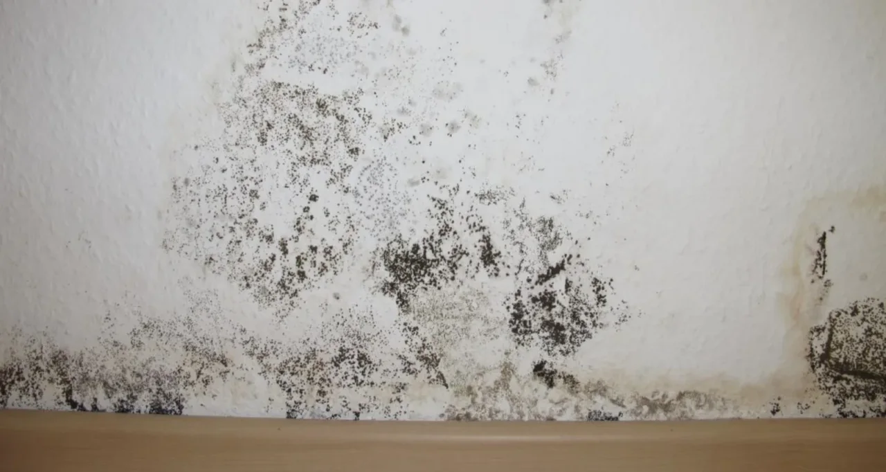 Evita muffe sui muri con questo trucco naturale: risultato visibile in pochi giorni Evita muffe sui muri con questo trucco naturale: risultato visibile in pochi giorni