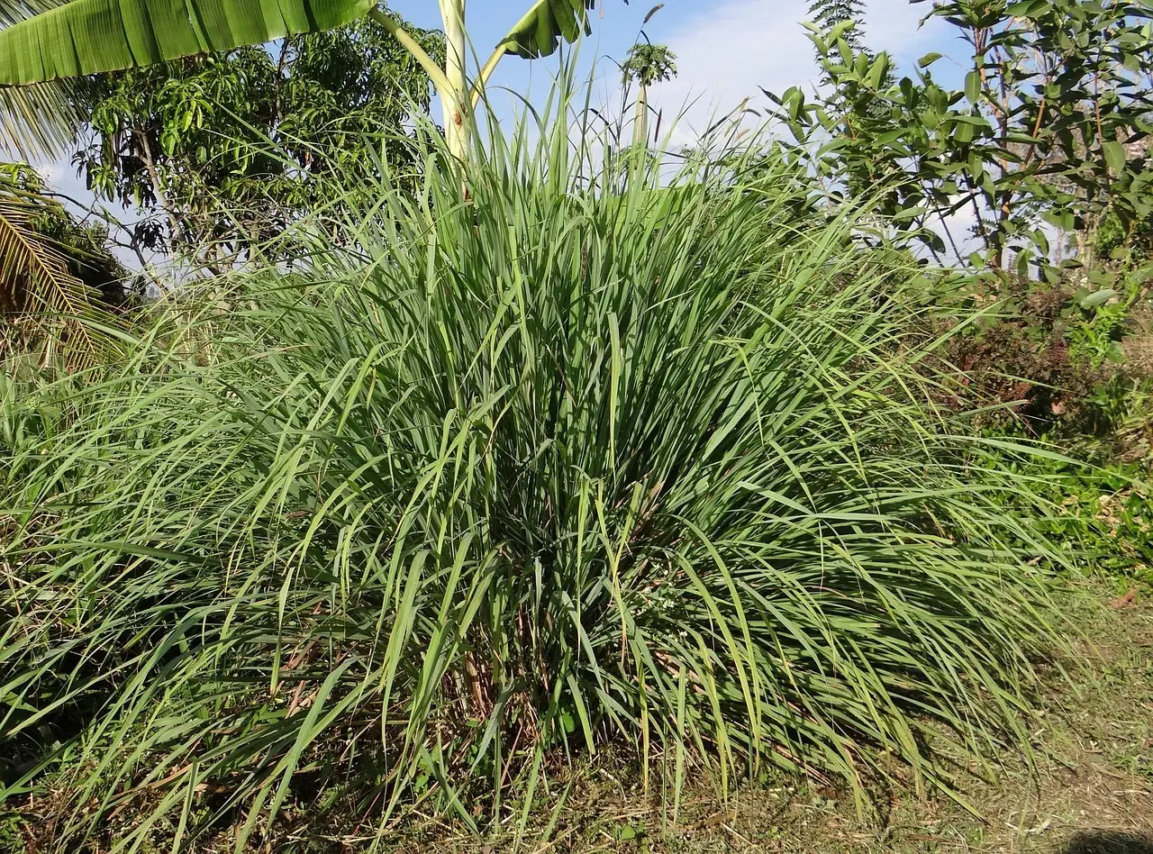 Scopri l’ingrediente di stagione per respingere le zanzare senza spray chimici Scopri l’ingrediente di stagione per respingere le zanzare senza spray chimici