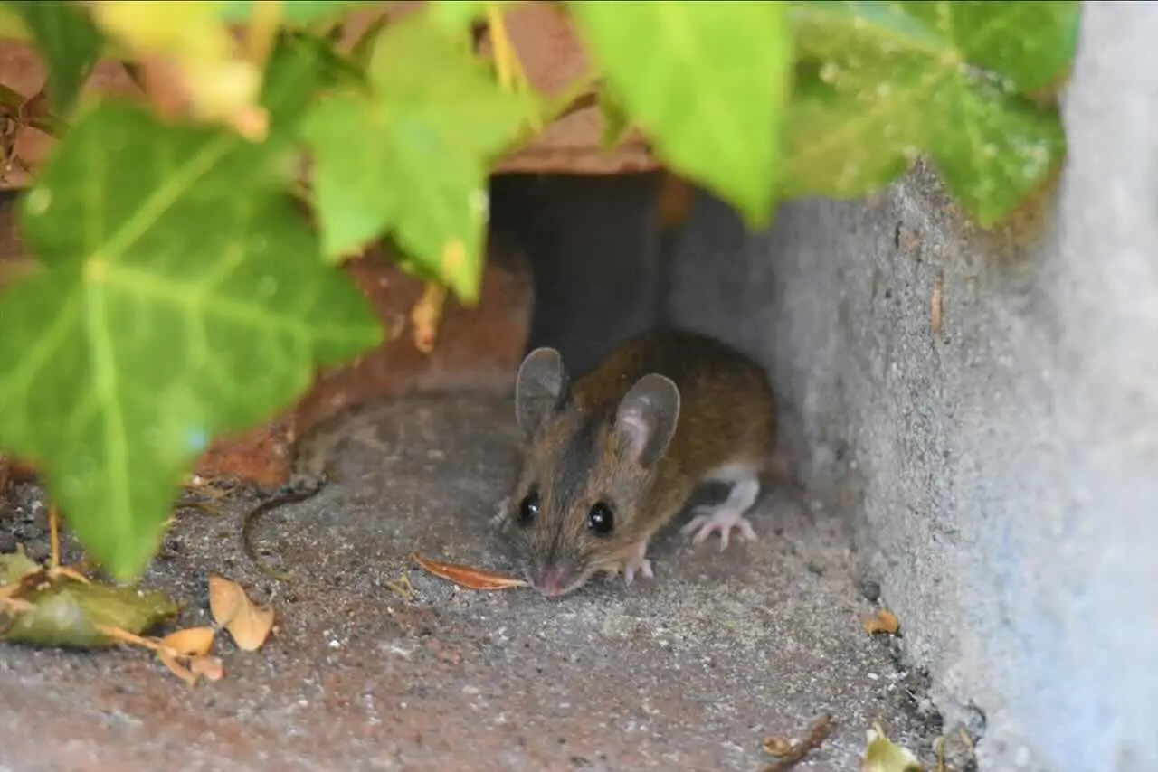 Come creare una barriera naturale contro i topolini in garage e cantina senza veleni Come creare una barriera naturale contro i topolini in garage e cantina senza veleni
