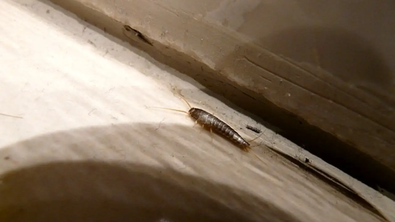 Scopri come eliminare i pesciolini d'argento dal bagno senza sostanze chimiche Scopri come eliminare i pesciolini d'argento dal bagno senza sostanze chimiche