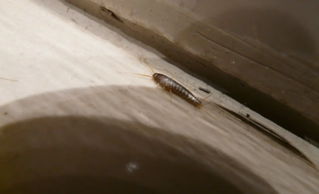 Scopri come eliminare i pesciolini d'argento dal bagno senza sostanze chimiche Scopri come eliminare i pesciolini d'argento dal bagno senza sostanze chimiche