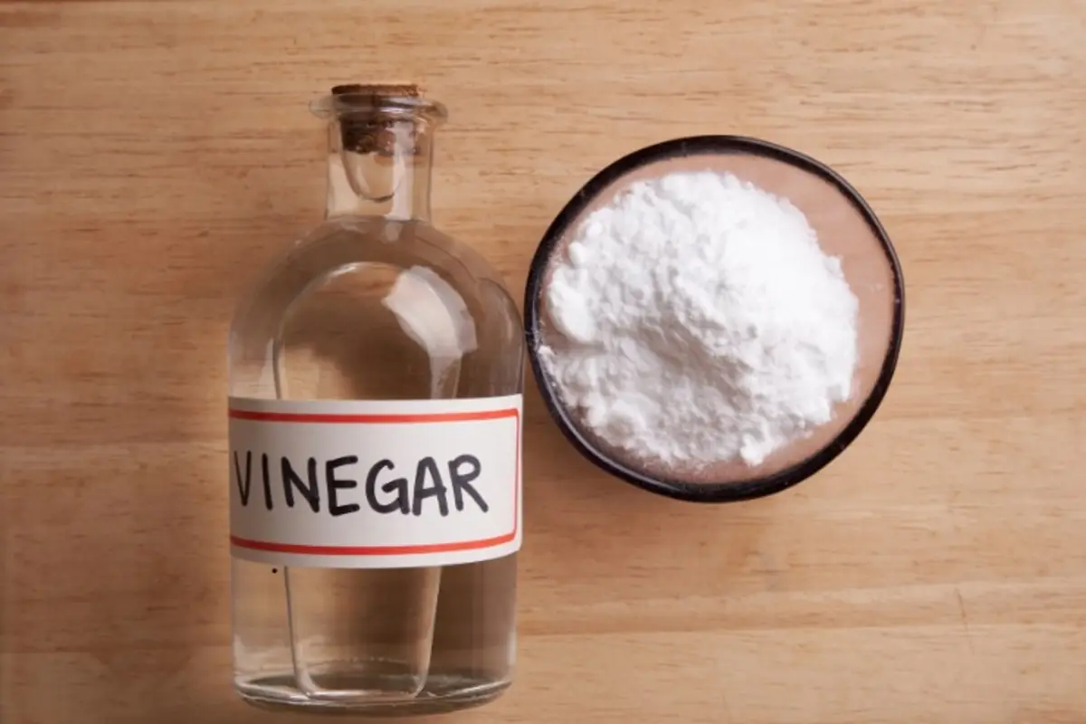 Sbarazzati degli scarafaggi in cucina usando solo aceto e bicarbonato: funziona subito Sbarazzati degli scarafaggi in cucina usando solo aceto e bicarbonato: funziona subito