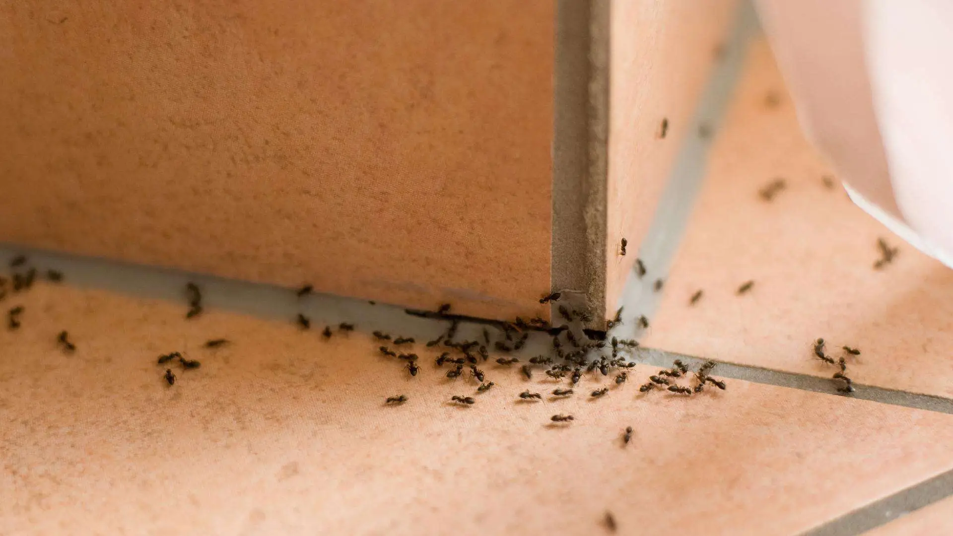 Hai trovato formiche in casa? 3 metodi facili e veloci con ingredienti che hai già Hai trovato formiche in casa? 3 metodi facili e veloci con ingredienti che hai già