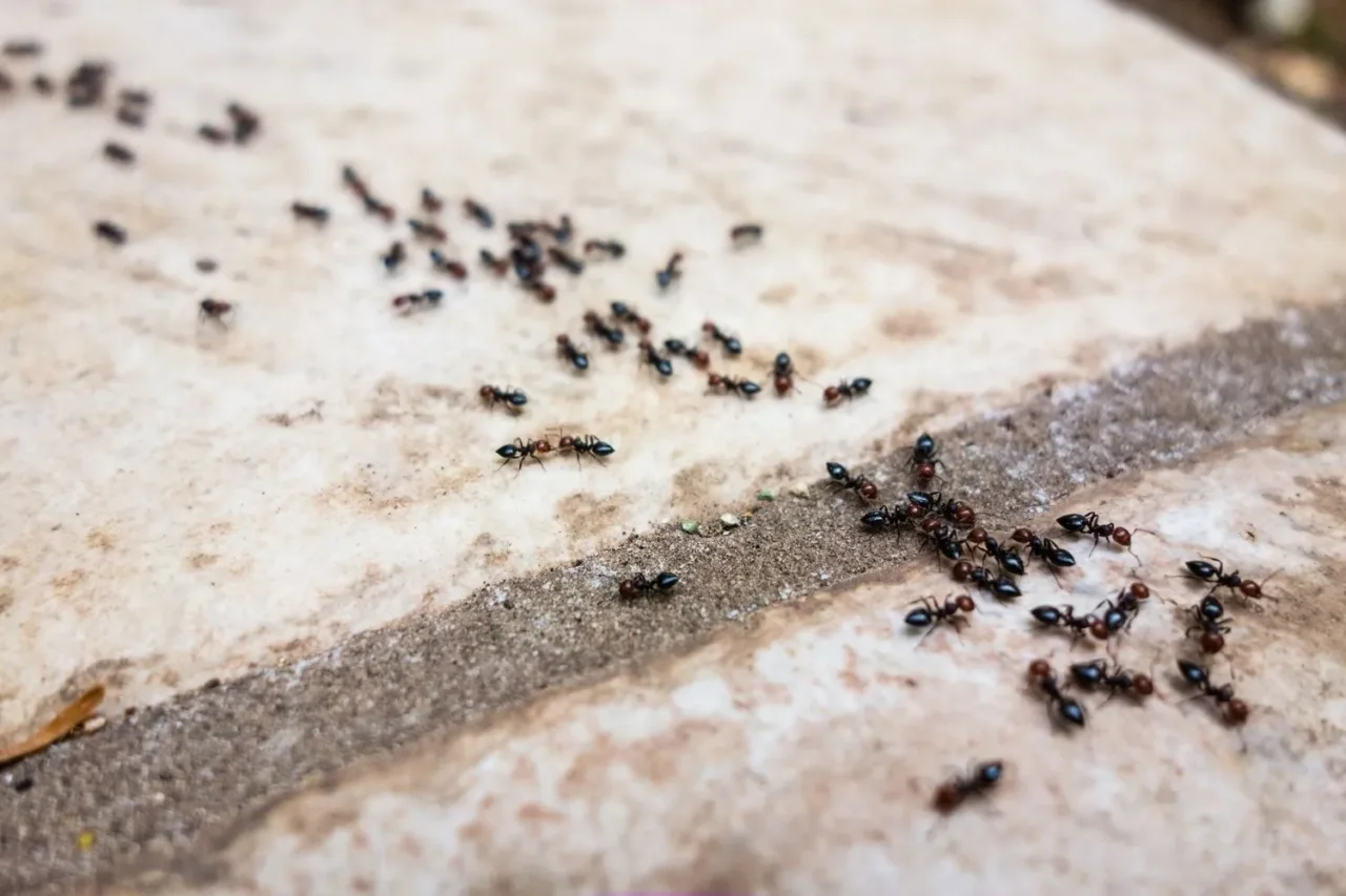Hai trovato formiche in casa? 3 metodi facili e veloci con ingredienti che hai già Hai trovato formiche in casa? 3 metodi facili e veloci con ingredienti che hai già