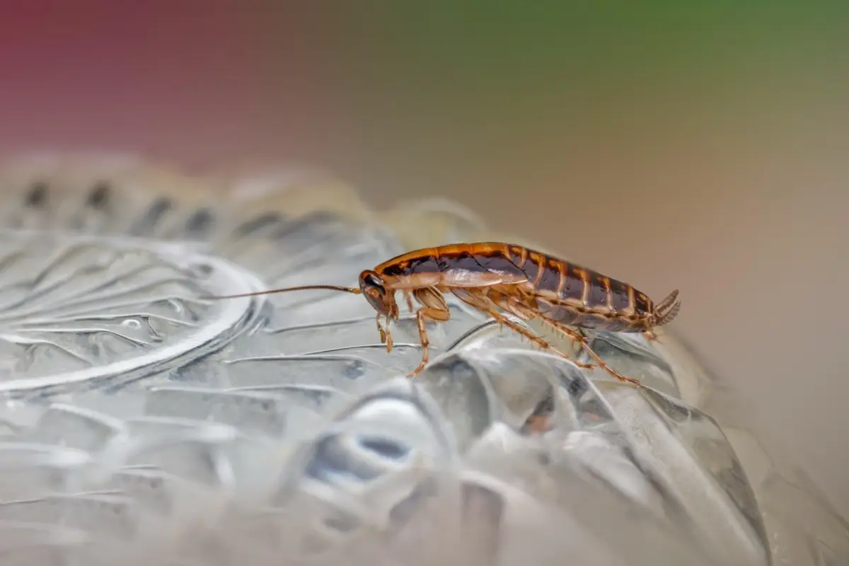 Metodi immediati per allontanare gli scarafaggi dal bagno senza spese inutili Metodi immediati per allontanare gli scarafaggi dal bagno senza spese inutili