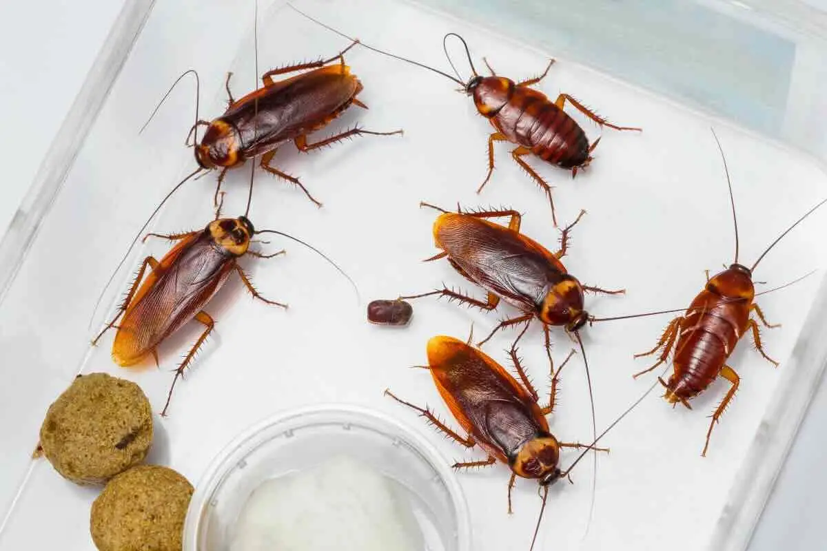 Metodi immediati per allontanare gli scarafaggi dal bagno senza spese inutili Metodi immediati per allontanare gli scarafaggi dal bagno senza spese inutili