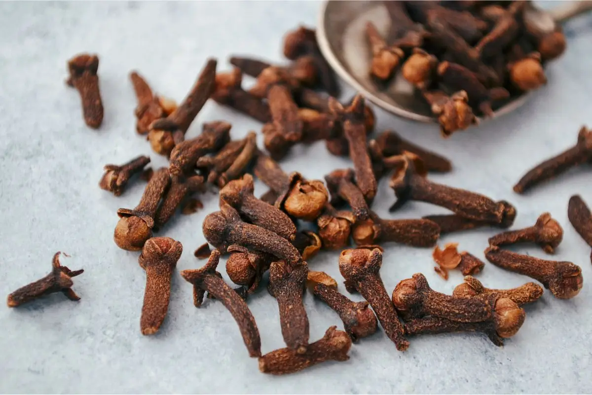 Pulci in casa? Risolvile con ingredienti comuni che hai già in dispensa Pulci in casa? Risolvile con ingredienti comuni che hai già in dispensa