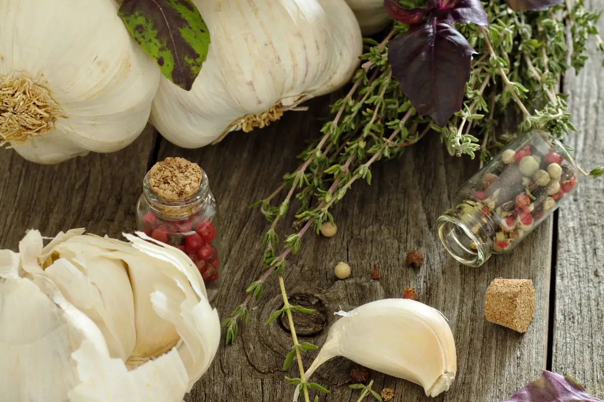 Pulci in casa? Risolvile con ingredienti comuni che hai già in dispensa Pulci in casa? Risolvile con ingredienti comuni che hai già in dispensa